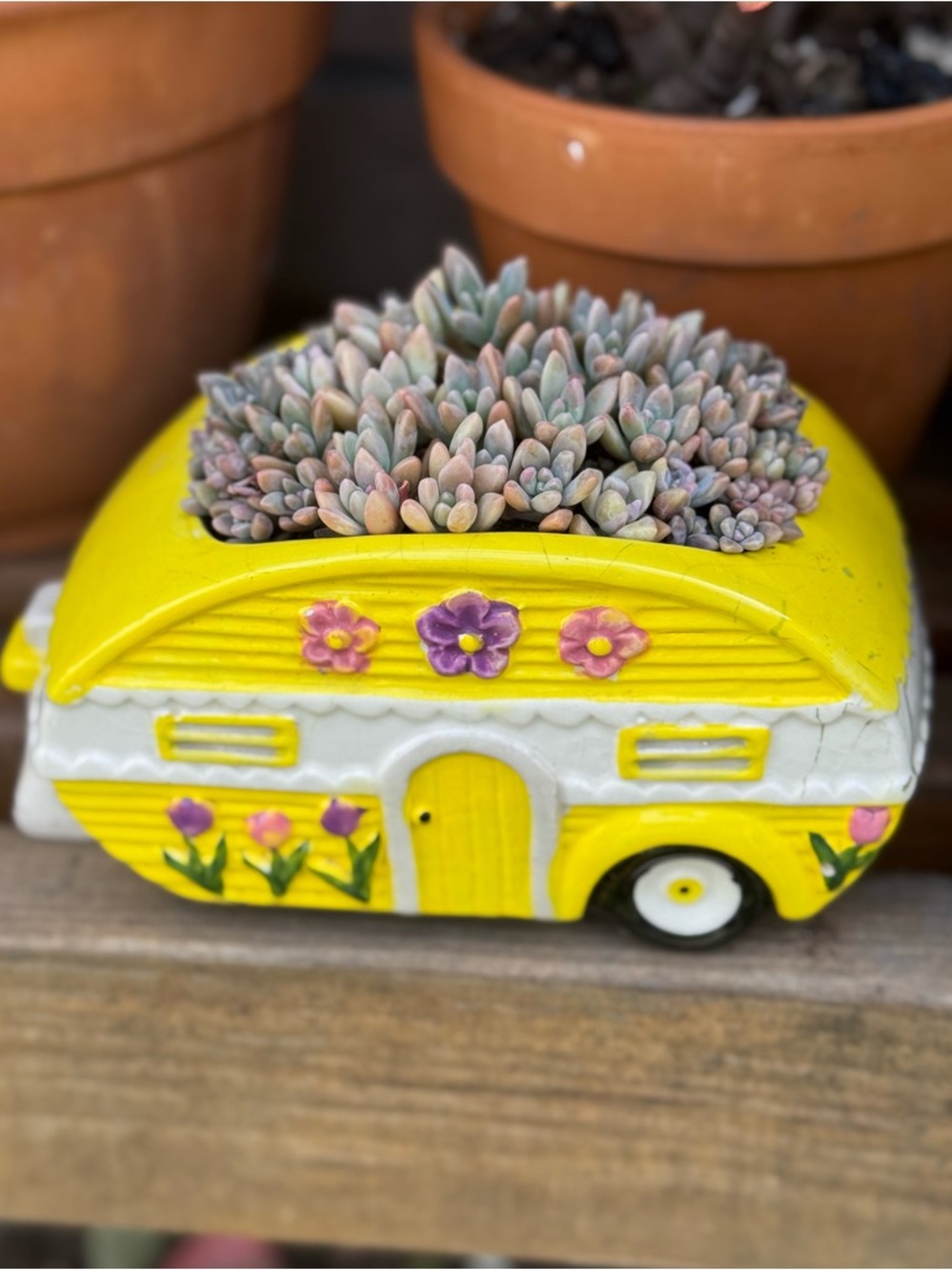 Yellow Floral Camper Succulent Planter Pachyveria Hybrid